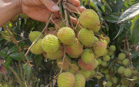 “荔枝自由”提前实现？苏宁小店“妃子笑”预售销量过80吨