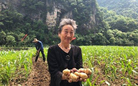 电商平台联动农户，打造苏宁特色扶贫模式