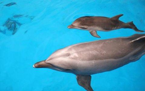 短视频“员工号”比“企业号”更好？海昌极地海洋公园巧用“网红员工”营销