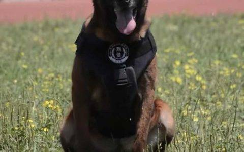 这个六一，这只“明星警犬”火遍快手！