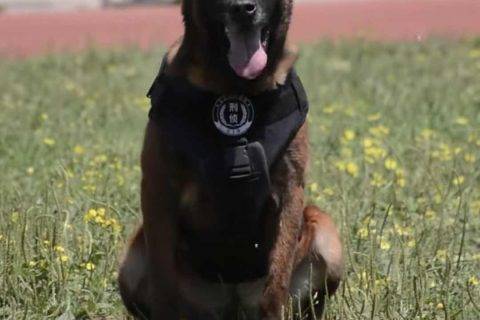 这个六一，这只“明星警犬”火遍快手！