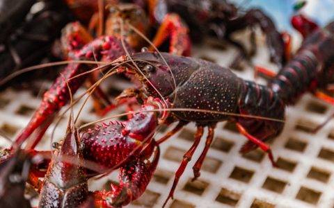 联手“嘲笑”完云南，江苏湖北又因小龙虾掀起“江湖之争”