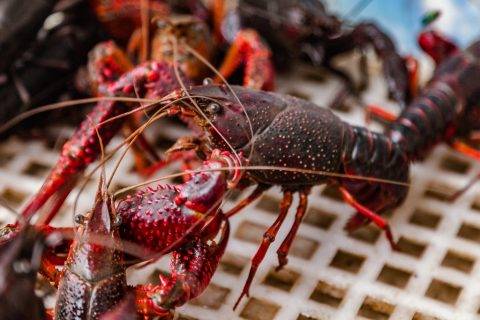 联手“嘲笑”完云南，江苏湖北又因小龙虾掀起“江湖之争”