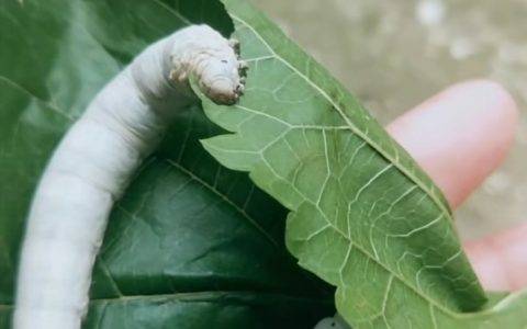 进城又回乡，“这一回，我就做个安静的养蚕姑娘”