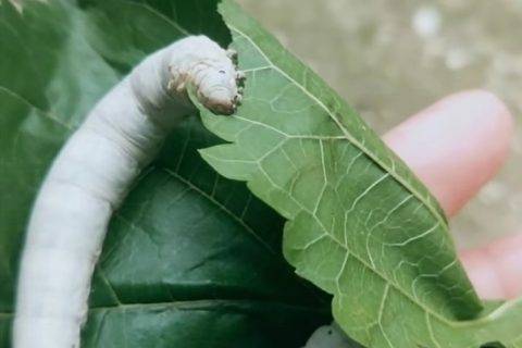 进城又回乡，“这一回，我就做个安静的养蚕姑娘”