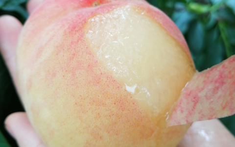 1000多亩桃园产地直供，苏宁618上市阳山水蜜桃