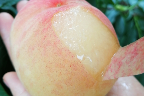 1000多亩桃园产地直供，苏宁618上市阳山水蜜桃