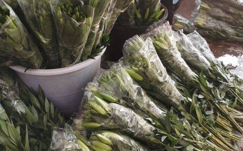 淘宝直播还能卖乌龟？新淘宝商家用直播做成“大生意”