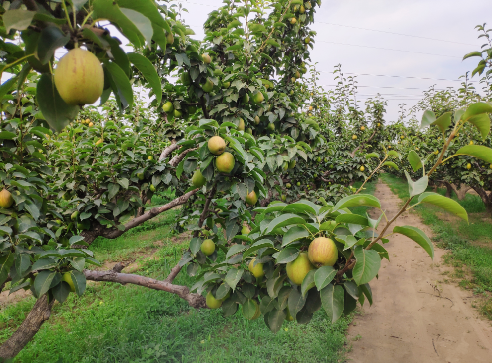 欧盟认证的生态梨，苏宁快消原产地直采19000亩
