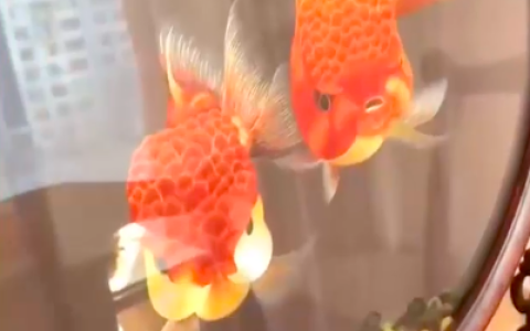 7亿次点赞！这些压箱底的绝活，第一个就被镇住了