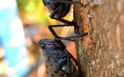 微观世界有哪些动人故事？80后摄影师用快手绽放小世界里的大精彩