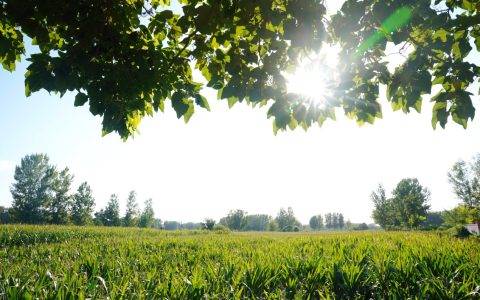 拼购村建设落地河南商丘 牵头的是个同济高材生