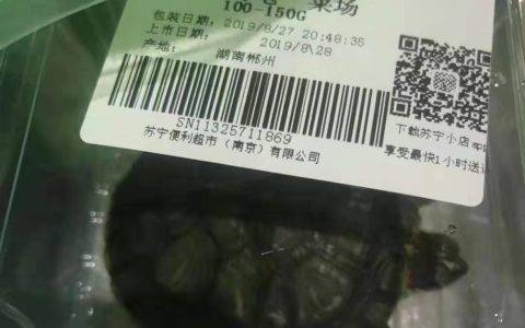 为交孩子暑期作业，90后老爸在手机上买了只乌龟