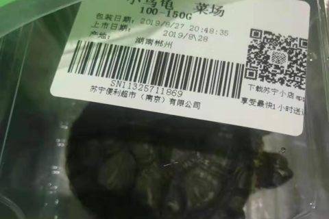 为交孩子暑期作业，90后老爸在手机上买了只乌龟