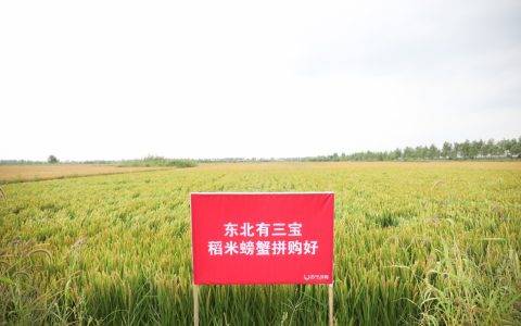 甜水村的“雁南飞”到再回还 建成拼购村日子要比蜜甜