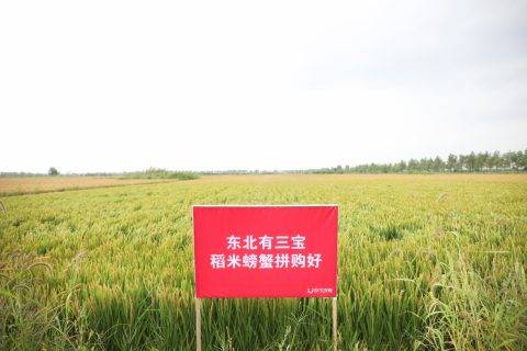 甜水村的“雁南飞”到再回还 建成拼购村日子要比蜜甜