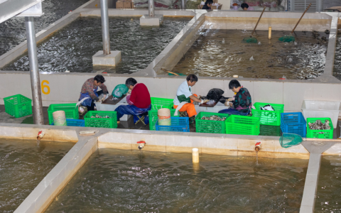 阳澄湖大闸蟹开捕，苏宁卞农现场绑今秋第一篓蟹