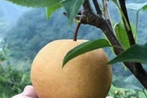 苏宁助力湘西贫困村脱贫致富 50万斤金秋梨有了新去向