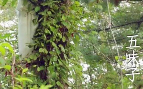 流动的《本草纲目》？快手“程灵素”带你遍尝百草