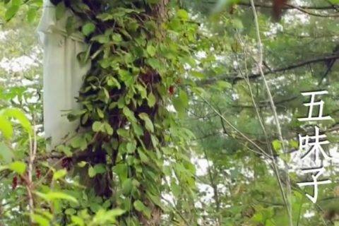 流动的《本草纲目》？快手“程灵素”带你遍尝百草