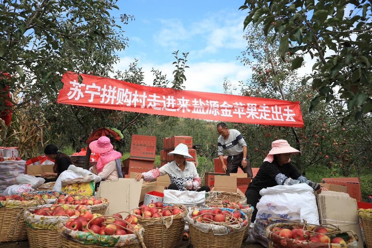 双十一前夕大凉山上了中央台，丑苹果撑起拼购村