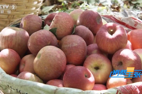 双十一前夕大凉山上了中央台，丑苹果撑起拼购村