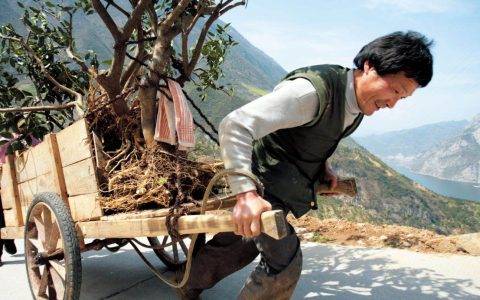 老照片里的“板车移民史”：三峡好人，三峡老树