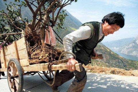 老照片里的“板车移民史”：三峡好人，三峡老树