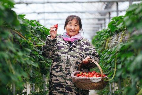 阿里巴巴亲自“下田”：历时半年，只为消费者找回童年的草莓味儿
