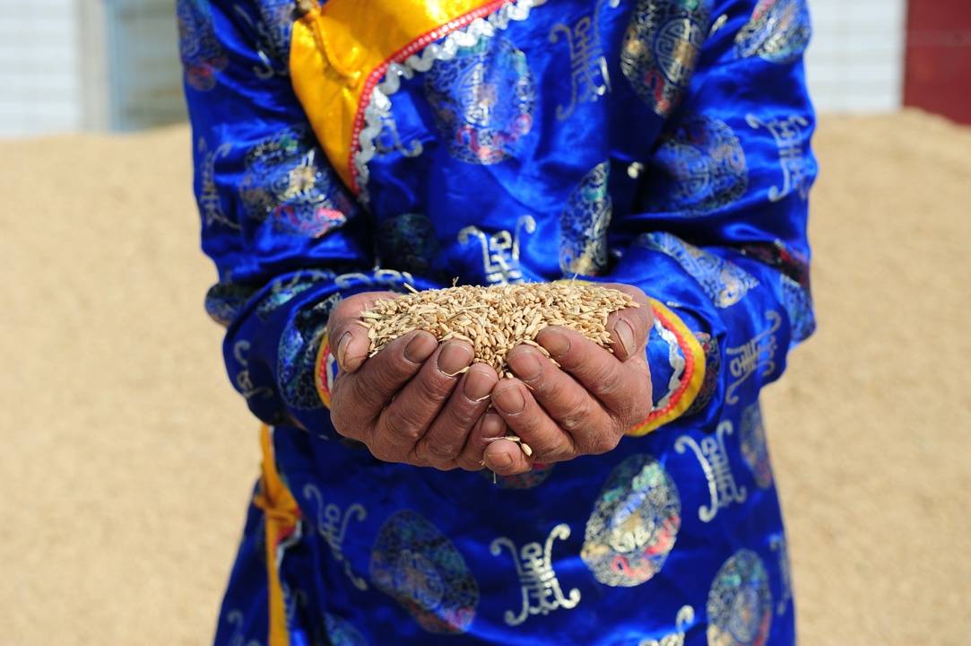 在盐碱地上种植水稻1亿亩！袁隆平院士联手阿里“亩产一千美金计划”