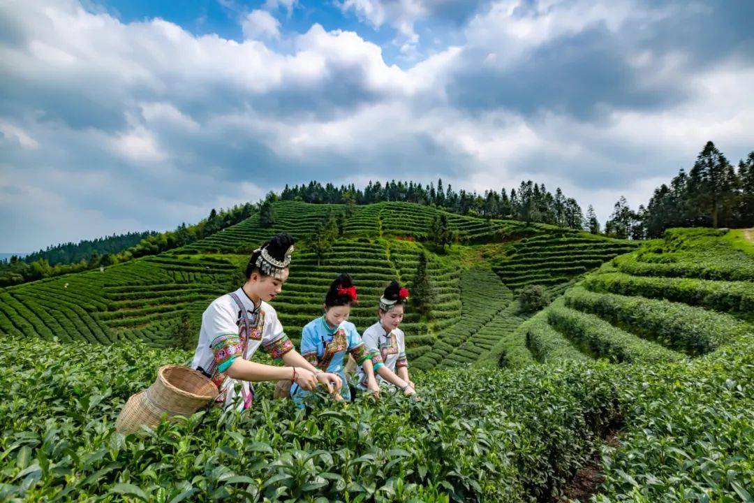 这位纪检干部一手打造的“七仙女”带火了侗家寨