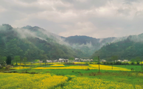 纯手工制茶 苏宁宜品“承包”千亩黄山毛峰基地