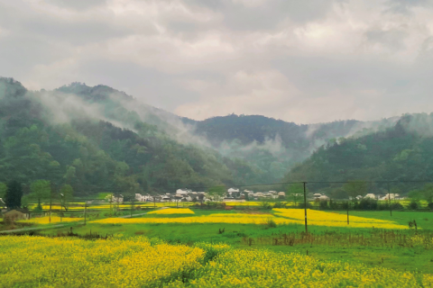纯手工制茶 苏宁宜品“承包”千亩黄山毛峰基地