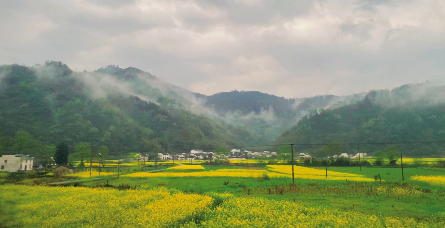 纯手工制茶 苏宁宜品“承包”千亩黄山毛峰基地