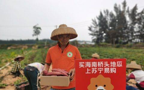 原产地直采桥头地瓜、金钻凤梨、小台芒、贵妃芒，苏宁超市推海南鲜果专场