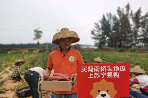 原产地直采桥头地瓜、金钻凤梨、小台芒、贵妃芒，苏宁超市推海南鲜果专场