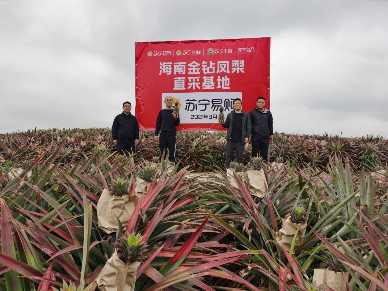 原产地直采桥头地瓜、金钻凤梨、小台芒、贵妃芒，苏宁超市推海南鲜果专场