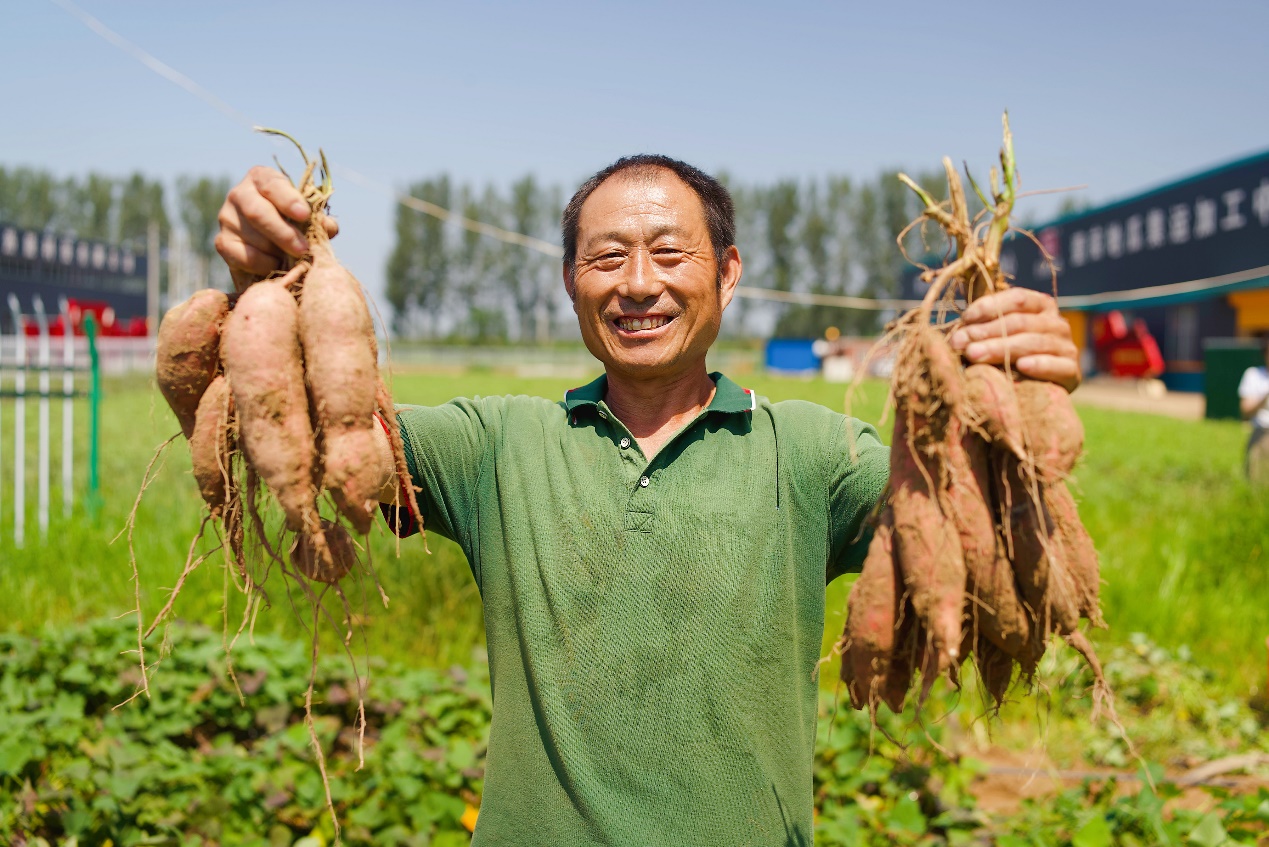【每周优品】板栗味红薯，让你一口就爱上！ - 深圳市绿然展业发展有限公司