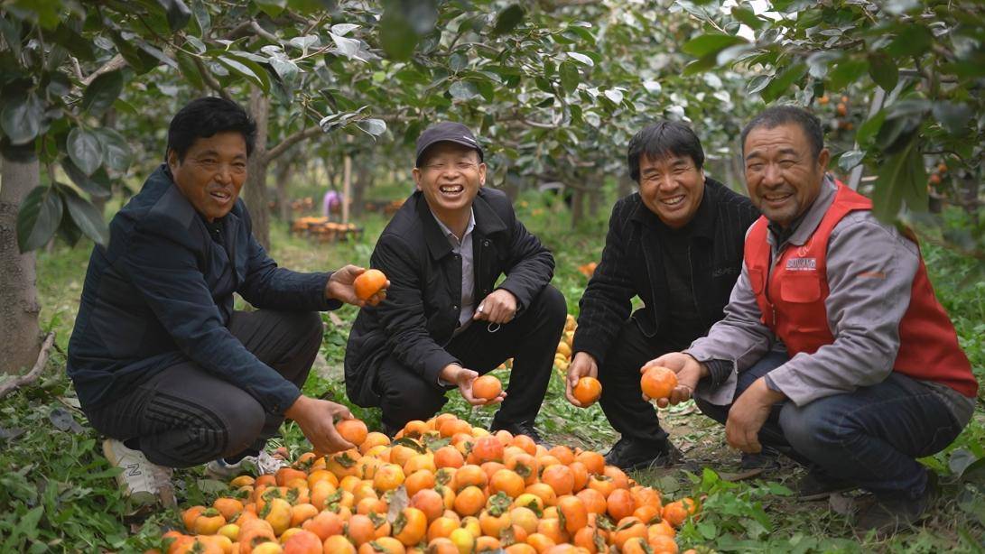 辛巴辛有志助农卖出3300多吨山西滞销甜脆柿子