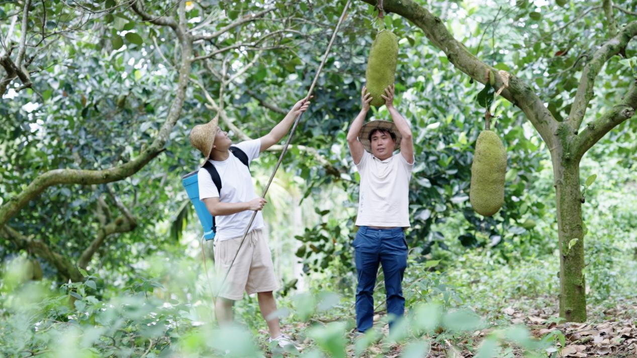 黎加奎到种植基地查看菠萝蜜的生长情况。摄影:余东升