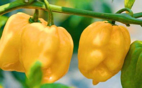 科技助力“小辣椒”变身大产业 错位引流黄灯笼辣酱火爆岛外