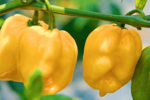 科技助力“小辣椒”变身大产业 错位引流黄灯笼辣酱火爆岛外