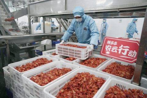 拼多多“农云行动”走进湖北潜江，网红小龙虾“云拼”加速度