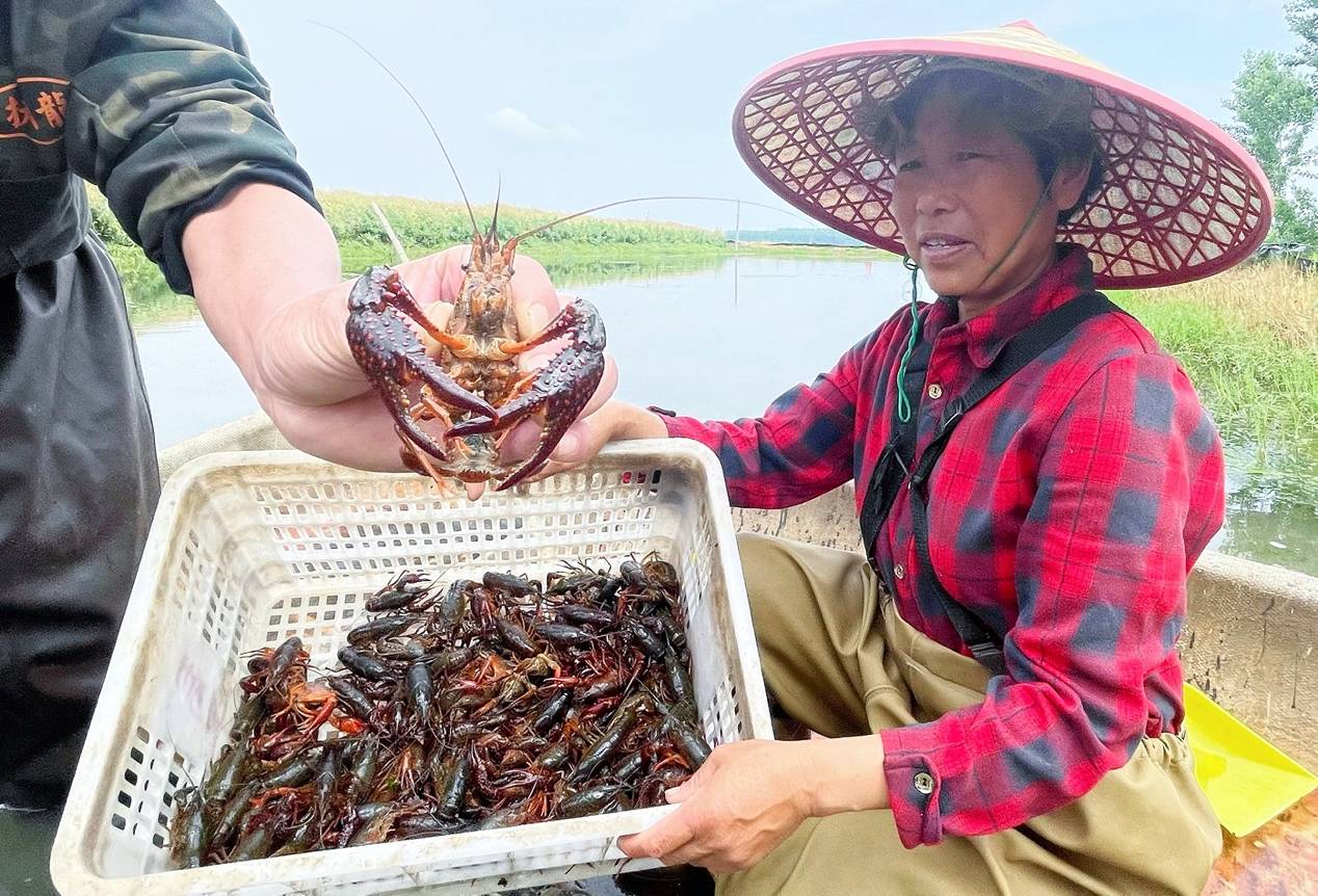 拼多多“农云行动”走进湖北潜江，网红小龙虾“云拼”加速度