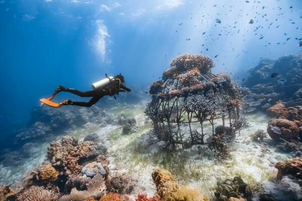 PADI 海洋环保行动大使赵让:潜入蔚蓝,守护未来