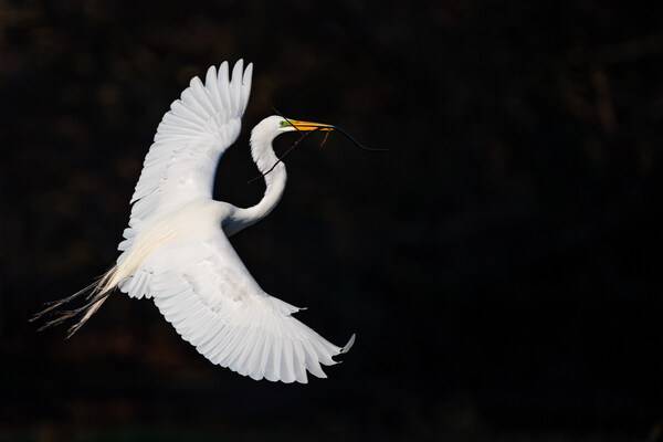 IBM 研究：Gen AI 将在 2025 年提升银行的财务绩效