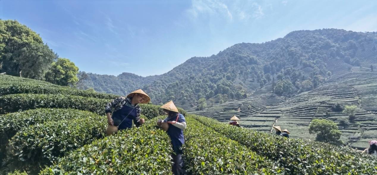 马蜂窝春季旅行蜂向标：“采茶”热度上涨120%，年轻人用舌尖感受春天-第2张图片-安信14娱乐有限公司