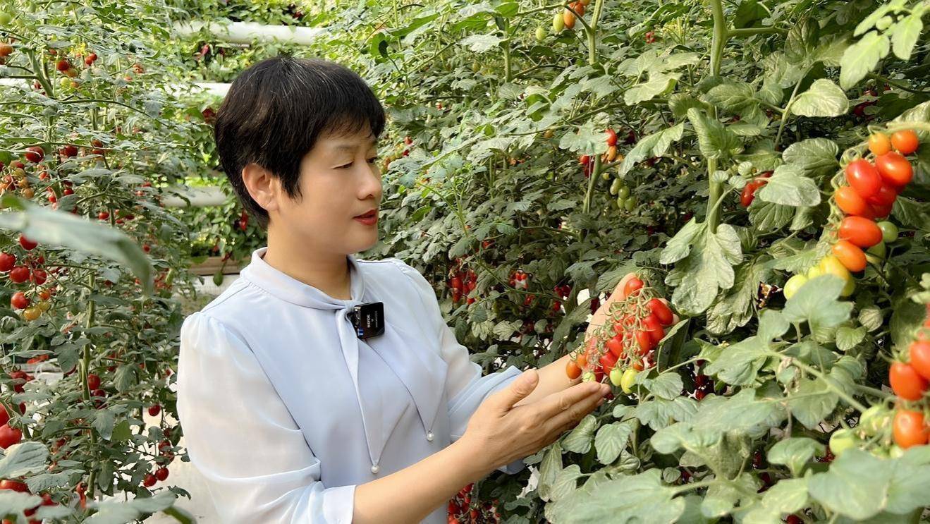 当手机成为“新农具”，“蔬菜之乡”的新农人在快手点亮云上课堂