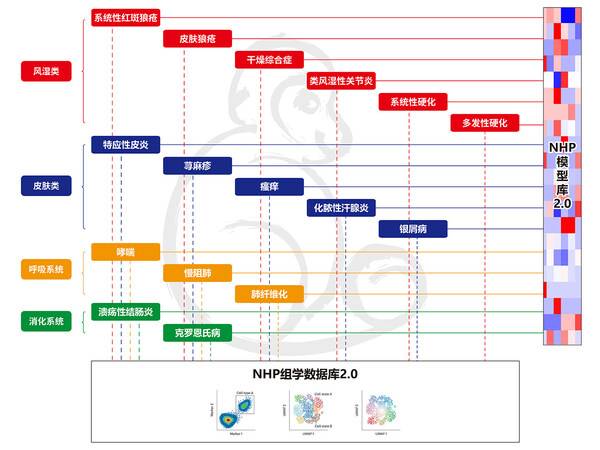 全球领先：禾开生物推出自免及过敏灵长类动物模型矩阵HKEY-NHP-MATRIX2.0平台，完善新药临床转化关键环节