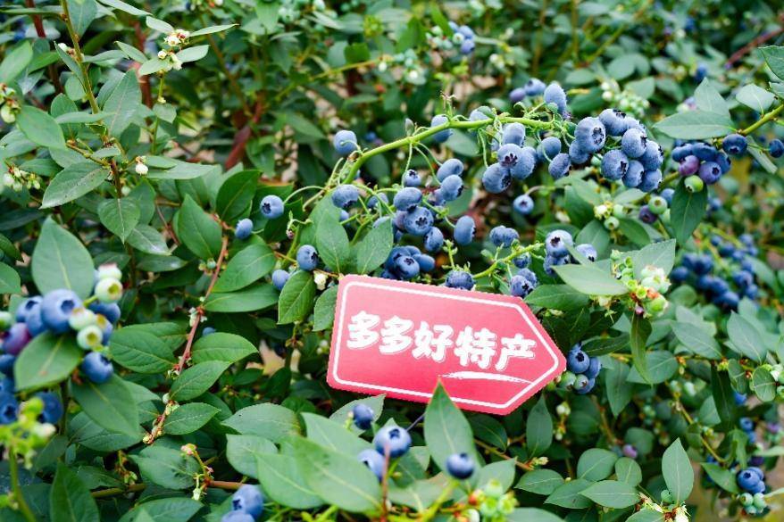 拼多多发布2025全年财报，陈磊：全力投入供应链升级，再造一个拼多多